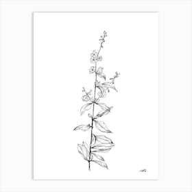 Black and White Delicate Flower Stem Art Print