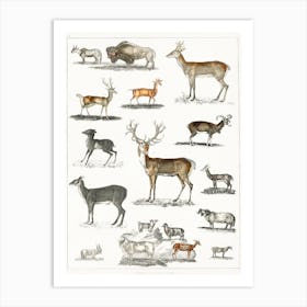 Collection Of Animal With Antlers, Oliver Goldsmith Art Print