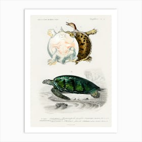 Green Sea Turtle (Chelonia Mydus) And Spiny Softshell Turtle (Gymnopus Spiniferus), Charles Dessalines D' Orbigny Art Print