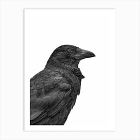 Black Crow Art Print