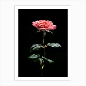 Pink Rose Isolated On Black Background 1 Art Print