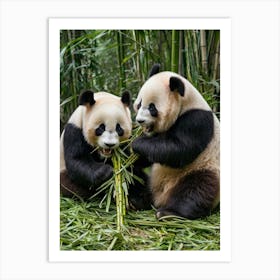 Two Panda Bears Eating Bamboo Art Print