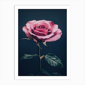 Pink Rose 12 Art Print