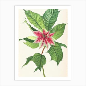 Poinsettia Vintage Botanical 2 Flower Art Print