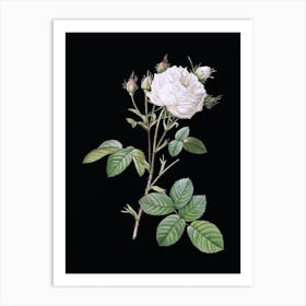 Vintage White Provence Rose Botanical Illustration on Solid Black n.0290 Art Print