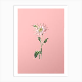 Vintage Mr. Dickson's Echinacea Botanical on Soft Pink n.0504 Art Print