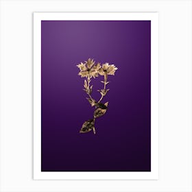 Gold Botanical Bunge's Lychnis Flower on Royal Purple Art Print