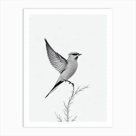 Cedar Waxwing B&W Pencil Drawing 3 Bird Art Print