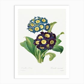 Primula Auricula (1827), Pierre Joseph Redoute Art Print