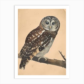 Boreal Owl Vintage Illustration 3 Art Print