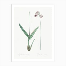 Epidendrum Bifidum Illustration From Les Liliacées (1805), Pierre Joseph Redoute Art Print