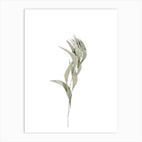 Dried Plant Art Print