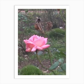 Floral Garden in Kodaikanal, India. Photograph 19 Art Print