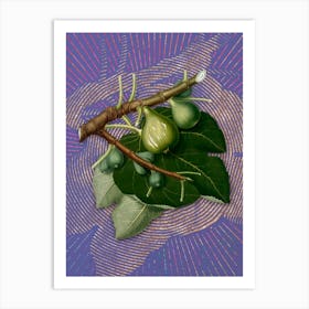 Vintage Fig Botanical Illustration on Veri Peri n.0400 Art Print