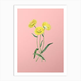 Vintage Helichrysum Flower Branch Botanical on Soft Pink n.0472 Art Print