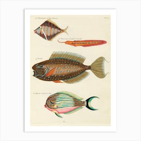 Colourful And Surreal Illustrations Of Fishes Found In Moluccas (Indonesia) And The East Indies, Louis Renard(63) Art Print