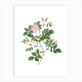 Vintage Malmedy Rose Botanical Illustration on Pure White n.0104 Art Print