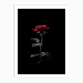 Single Red Rose On Black Background 9 Art Print