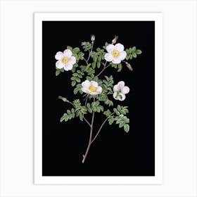 Vintage White Candolle's Rose Botanical Illustration on Solid Black n.0886 Art Print