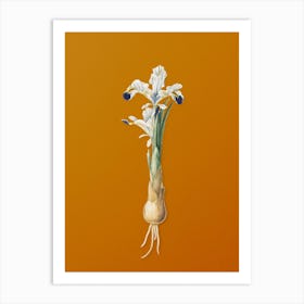 Vintage Iris Persica Botanical on Sunset Orange n.0847 Art Print