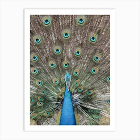 Peacock In India Art Print