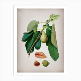 Vintage Monaco Fig Botanical on Parchment n.0010 Art Print