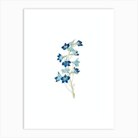 Vintage Shewy Delphinium Flower Botanical Illustration on Pure White n.0001 Art Print