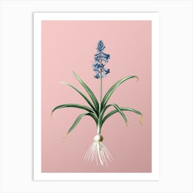 Vintage Scilla Patula Botanical on Soft Pink n.0966 Art Print