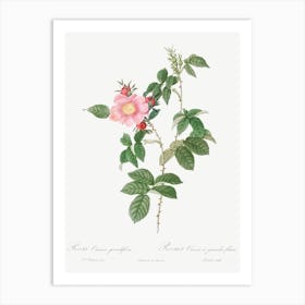 Dog Rose, Pierre Joseph Redoute Art Print