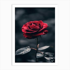 Dark Rose 14 Art Print