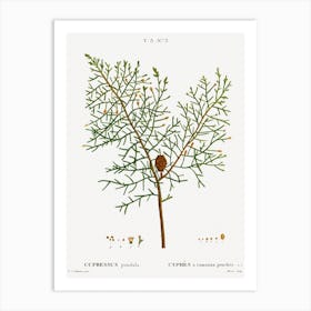 Chinese Weeping Cypress, Pierre Joseph Redoute Art Print