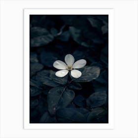 White Flower In The Dark 41 Art Print