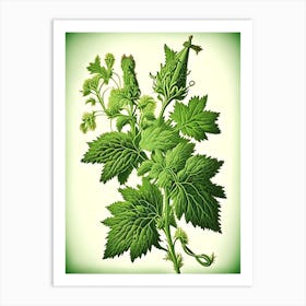 Hedge Nettle Wildflower Vintage Botanical 1 Art Print