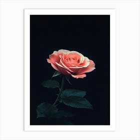 Pink Rose On Black Background 39 Art Print