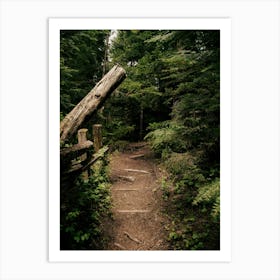 Forest Path Art Print