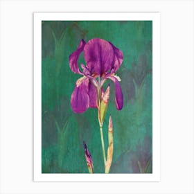 Purple Iris Art Print