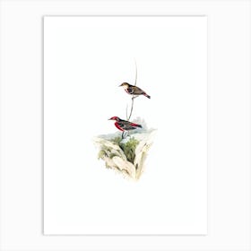 Vintage Tricoloured Chat Honeyeater Bird Illustration on Pure White n.0111 Art Print
