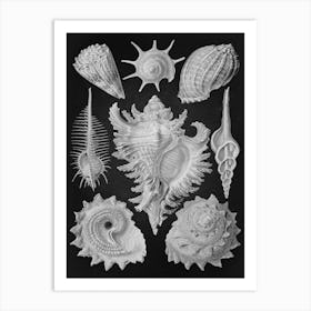 Vintage Haeckel 10 Tafel 53 Vorderkiemen Schnecken Art Print