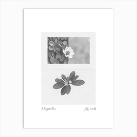 Magnolia Botanical Collage 2 Art Print