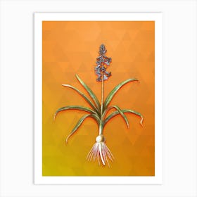 Vintage Scilla Patula Botanical Art on Tangelo n.0091 Art Print