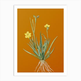 Vintage Yellow Eyed Grass Botanical on Sunset Orange n.0742 Art Print