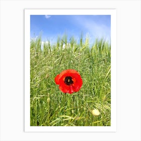 Single Red Poppy In A Wheat Field Art Print