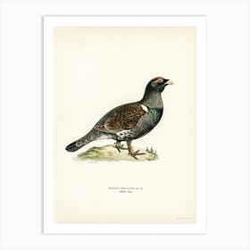 Western Capercaillie, The Von Wright Brothers 1 Art Print