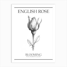 English Rose Blooming Line Drawing 3 Poster Art Print