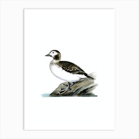 Vintage Long Tailed Duck Male Bird Illustration on Pure White Art Print