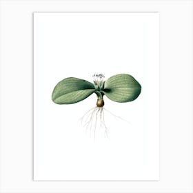 Vintage Massonia Pustulata Botanical Illustration on Pure White n.0961 Art Print