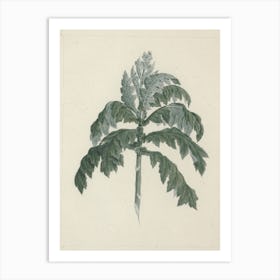 Tree Groundsel, Luigi Balugani Art Print