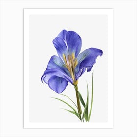 Blue Flag Iris Wildflower Watercolour 2 Art Print