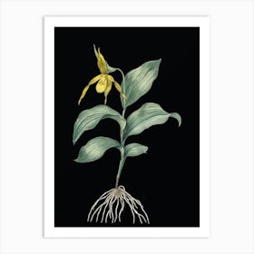 Vintage Yellow Lady's Slipper Orchid Botanical Illustration on Solid Black n.0189 Art Print