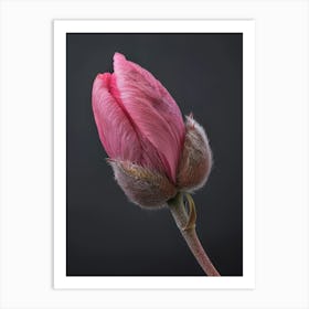 Pink Tulip 1 Art Print